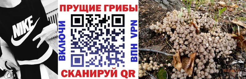 это какой сайт  Палласовка  Псилоцибиновые грибы Psilocybine cubensis  даркнет сайт 